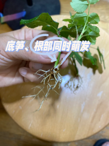 月季插条生根新方法 月季新生根插条技巧