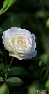 白色月季花花语 白色月季花的象征含义