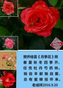 藤本月季有什么花语 藤本月季的花语是什么？