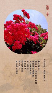 月季花花语是什么 月季花象征着什么意义