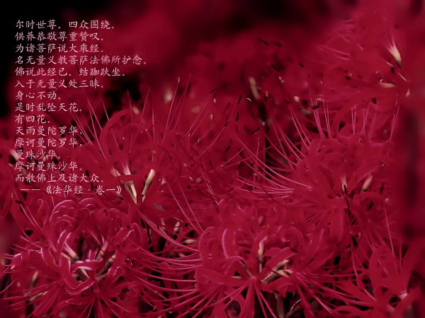 曼莎珠华花语是什么