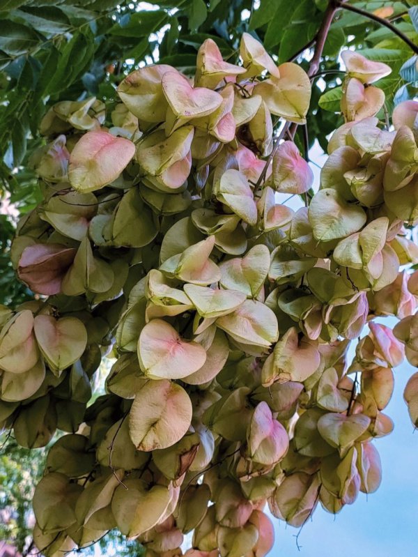 栾树花开的寓意