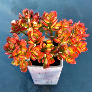 姬红花月是玉树吗 姬红花月和玉树有关系吗？