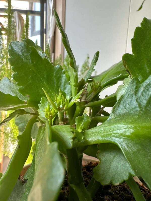 长寿花小苗怎样养