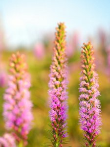 蛇鞭菊花语 蛇藤花意象