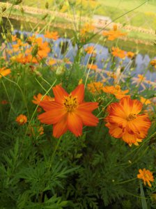 硫华菊花语 花朵的芳香传递情感硫华菊的花语