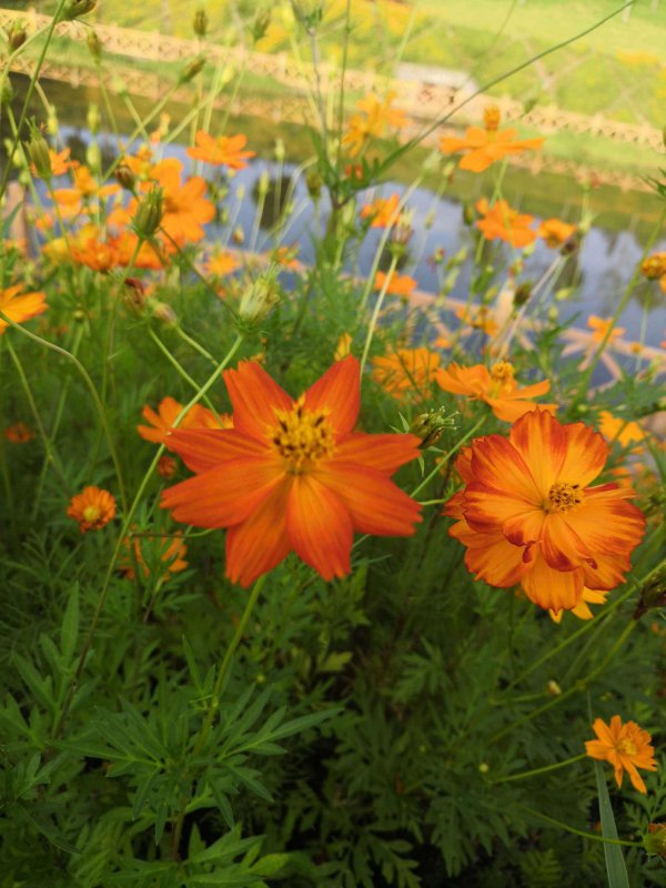 硫华菊花语