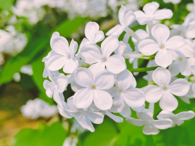 白丁香花的寓意 白色丁香花的象征意义