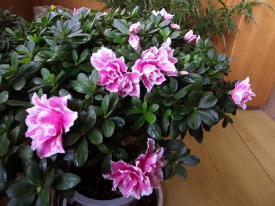 杜鹃花可以浇啤酒吗 杜鹃花能喝啤酒吗？