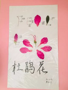 杜鹃花的主要结构 杜鹃花的结构特点
杜鹃花的主要构造
