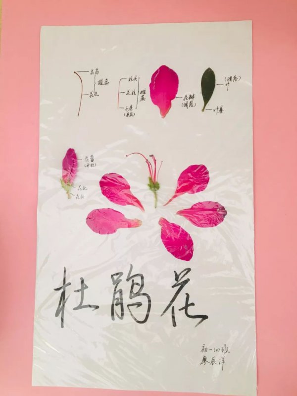 杜鹃花的主要结构