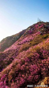 大黑山杜鹃花海几月份开花 大黑山杜鹃花海什么时候盛开？