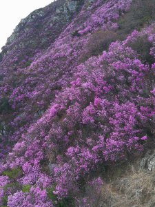 大连大黑山杜鹃花什么时候开 大连大黑山杜鹃花开花时间是什么时候？