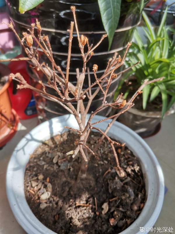 杜鹃花叶子掉光了还能救活吗