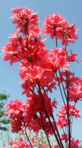 杜鹃花寓意 以杜鹃花为象征的含义
杜鹃花的象征含义