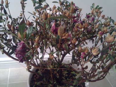 杜鹃花刚开就焉了什么原因 杜鹃花开了就凋谢的原因是什么？