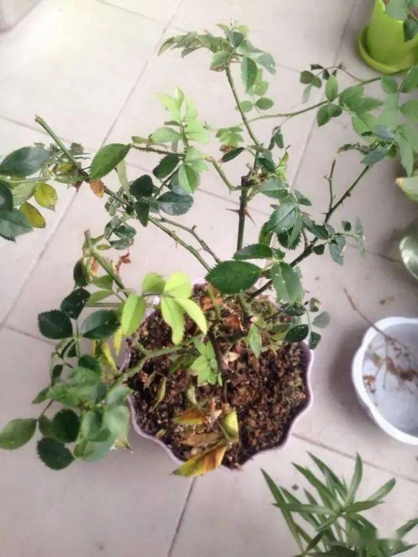 月季只长叶子不开花是什么原因及解决办法