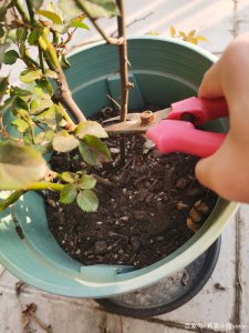 月季花冬季怎么修枝 冬季修剪月季花的方法