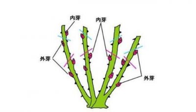 月季花过冬的方法 月季花冬季养护技巧