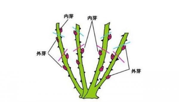 月季花过冬的方法