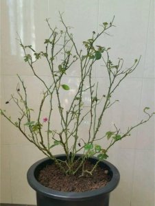 月季花冬季寒冷的时候如何养护 冬季月季花的养护技巧