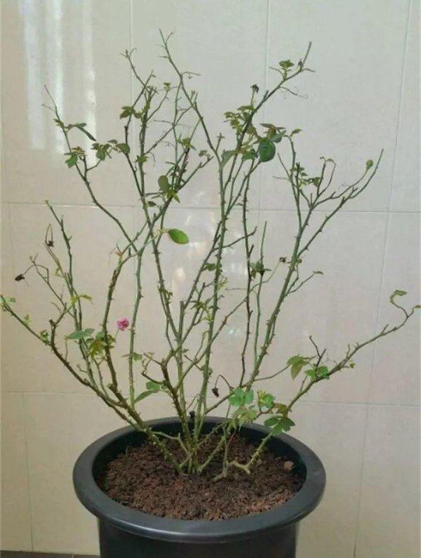 月季花冬季寒冷的时候如何养护