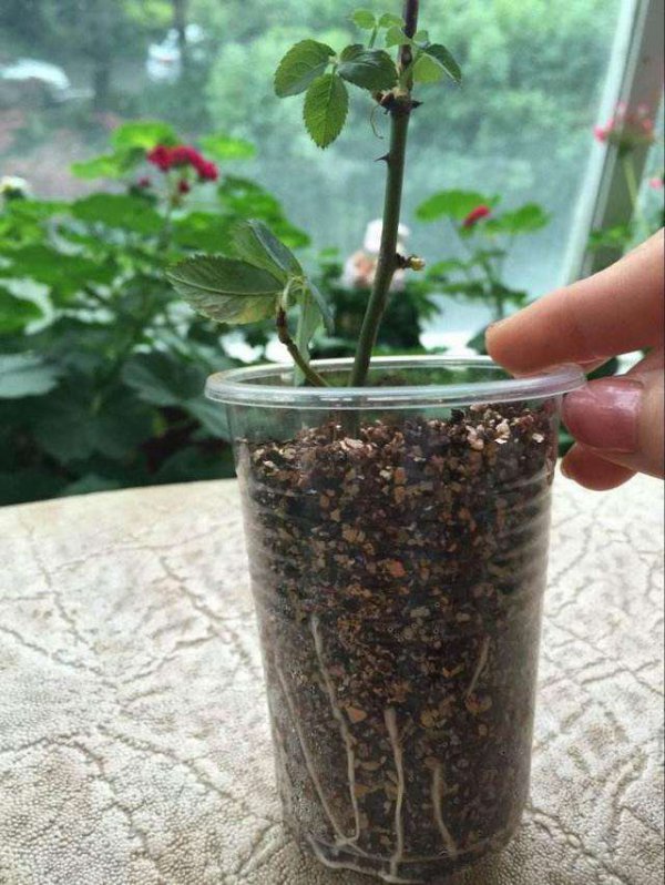 月季怎么泡出根