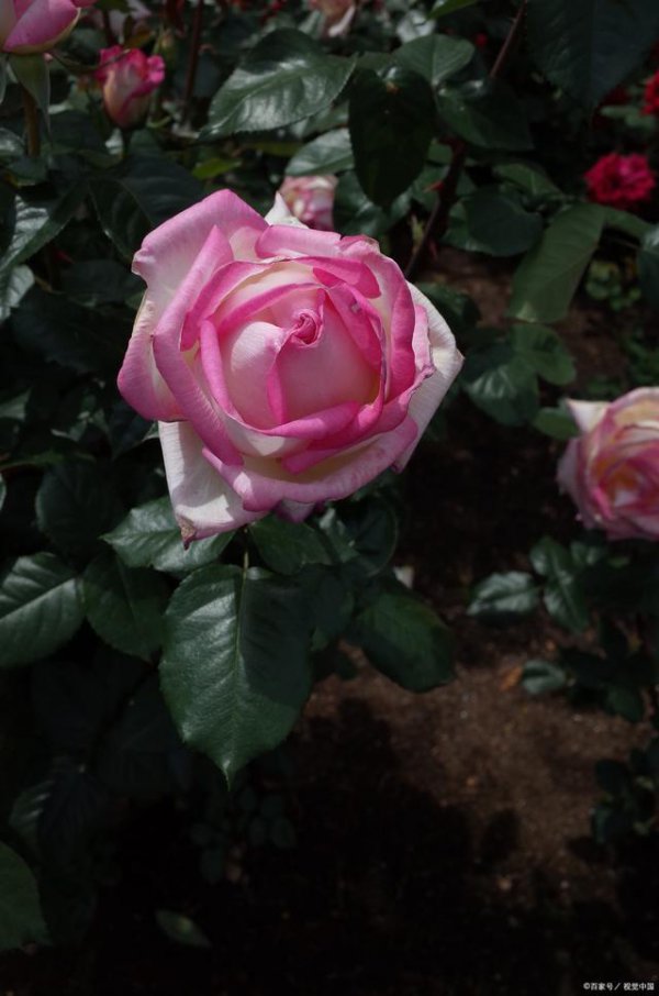 月季花的样子和特点是什么