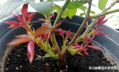 月季夏天可以移植吗 月季能在夏天移植吗？