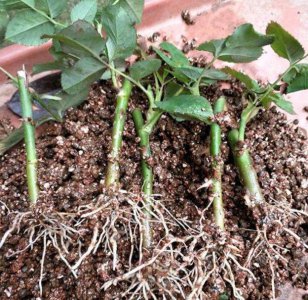 月季移栽多久能缓过来 月季移植后需要多久恢复？