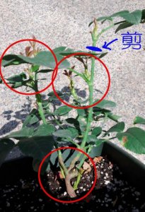 月季花春季剪枝方法 春季修剪月季花的步骤