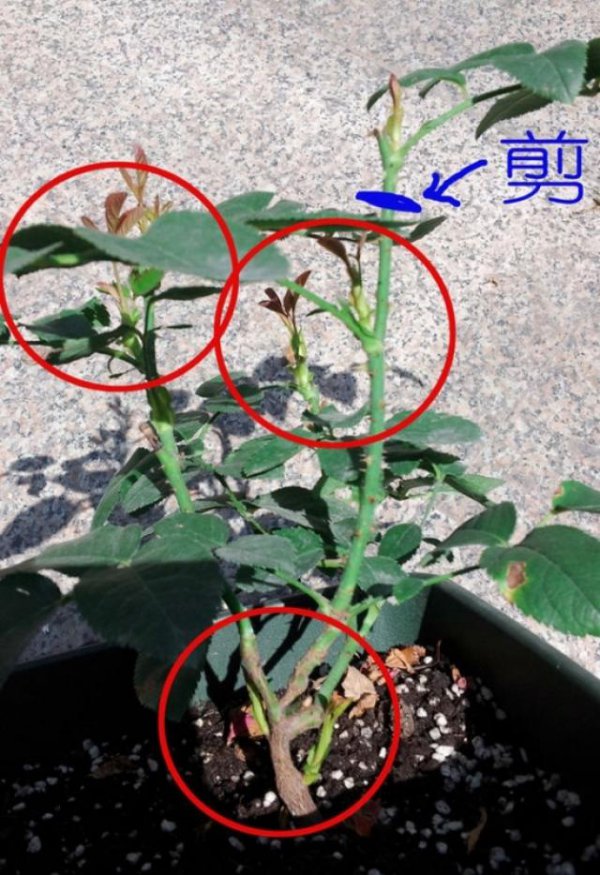 月季花春季剪枝方法