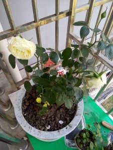 月季服盆期大概需要多久 种植月季盆栽需要多长时间？