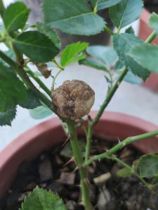 月季花掉花苞怎么回事 月季花为何花苞掉落？