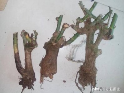 裸根月季缓苗的方法是什么 裸根月季的缓苗技巧