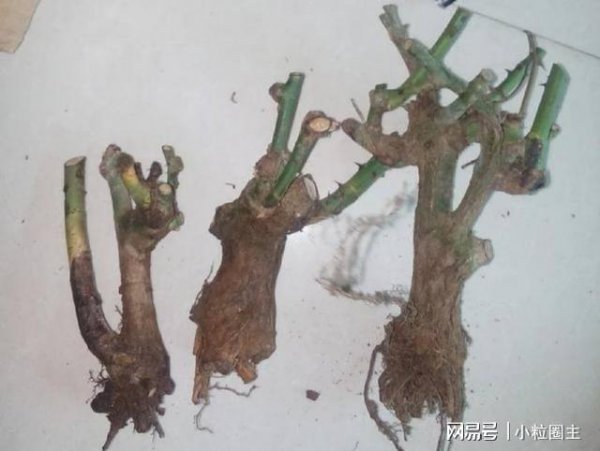 裸根月季缓苗的方法是什么
