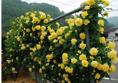 藤本月季大苗移栽方法 藤本月季大苗的移植技巧