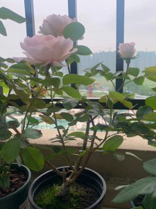 伊芙月季为什么不好养 不宜养的伊芙月季
难以照料的伊芙月季