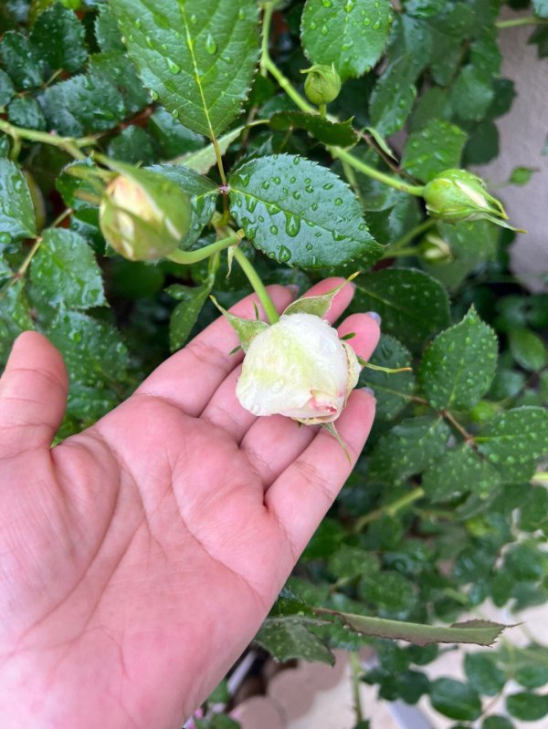 月季花苞弯头是什么原因