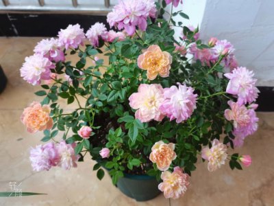 躲躲藏藏月季优缺点 月季花的优缺点隐藏不住