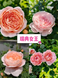 瑞典女王月季一年开几次花 瑞典女王月季每年开花几次？
