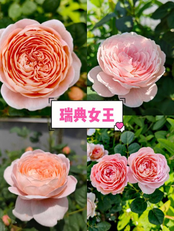 瑞典女王月季一年开几次花