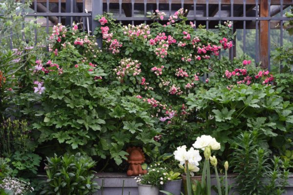 胭脂扣月季花的优缺点