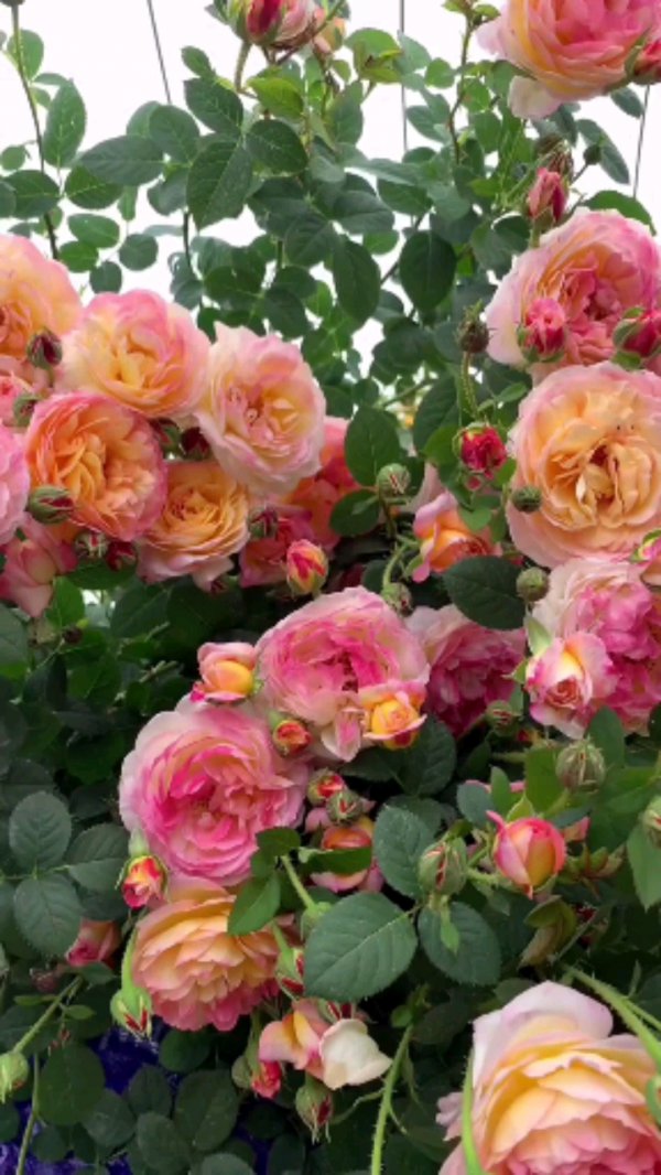 詹森月季是一季花吗