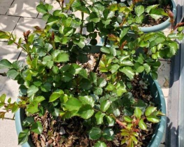 月季花苞期施什么肥 月季花芽生长期如何施肥？