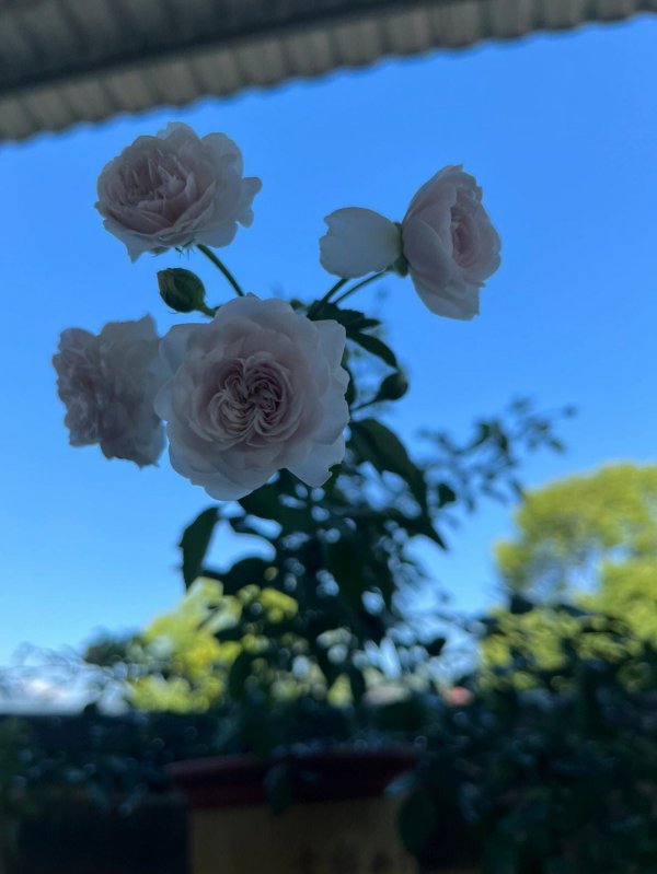 蓝色阴雨月季的优缺点