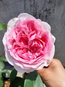伊芙新娘月季花优缺点 评估伊芙新娘月季花的优势和劣势