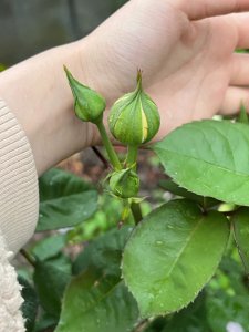 月季花怎么能长更多花苞 如何让月季花开更多花苞？