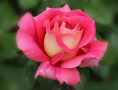 月季花一般几点开花 月季花通常什么时候开花？