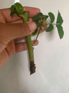 假活的月季还能生根吗 假活月季可否生根？